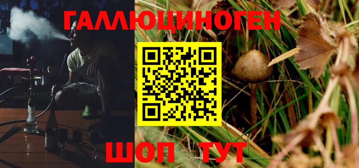 Сорочинск  Галлюциногенные грибы Psilocybine cubensis  Вход с VPN 